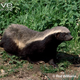 Illustration for article titled Monday Mustelid - Mellivora capensis Edition